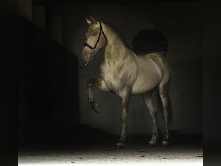 PRE Mix Stallone 10 Anni 167 cm Perlino in La Cabrera