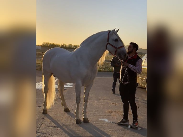 PRE Stallone 10 Anni 168 cm Grigio in Stahnsdorf