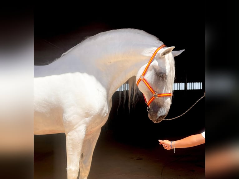 PRE Mix Stallone 10 Anni 170 cm Bianco in Coin