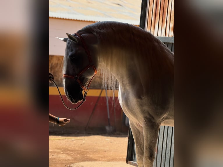 PRE Mix Stallone 10 Anni 170 cm Bianco in Coin