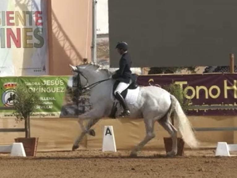 PRE Mix Stallone 10 Anni 170 cm Bianco in Coin