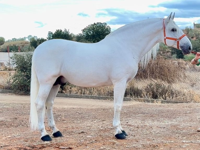 PRE Mix Stallone 10 Anni 170 cm Bianco in Coin