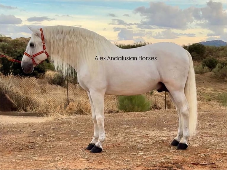 PRE Mix Stallone 10 Anni 172 cm Bianco in Sevilla