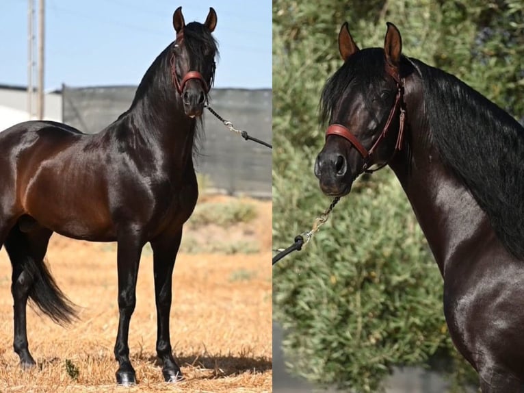 PRE Mix Stallone 10 Anni 173 cm Baio in Navas Del Madroño