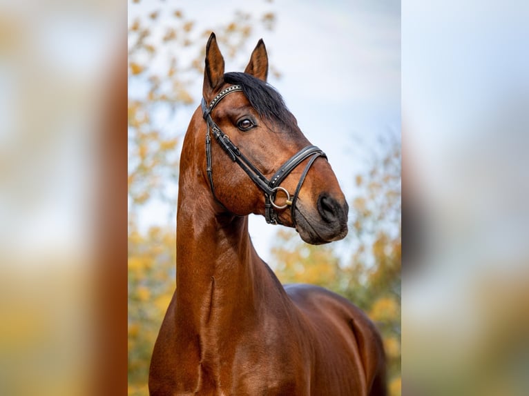 PRE Mix Stallone 10 Anni 173 cm Baio ciliegia in Palafolls