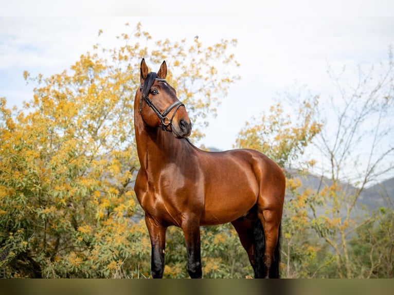 PRE Mix Stallone 10 Anni 173 cm Baio ciliegia in Palafolls
