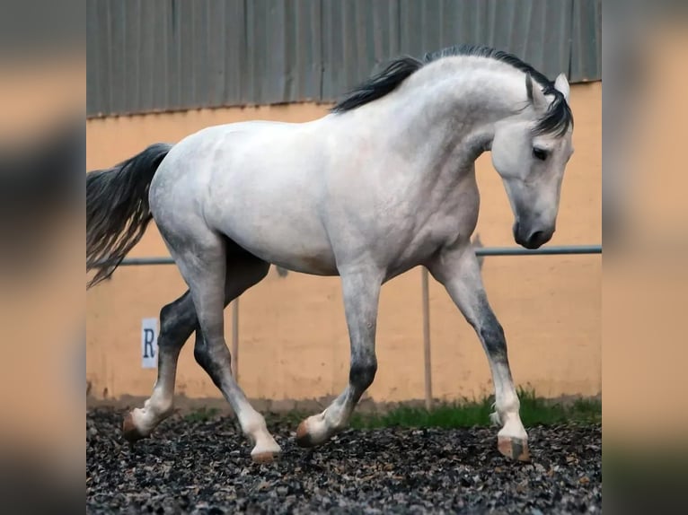 PRE Mix Stallone 10 Anni 173 cm Grigio in Pilas