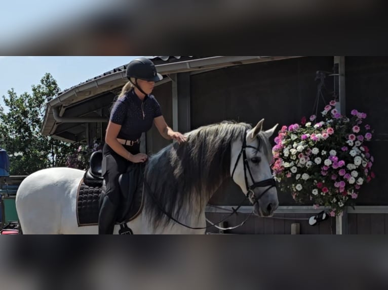 PRE Mix Stallone 10 Anni 173 cm Grigio in Sm