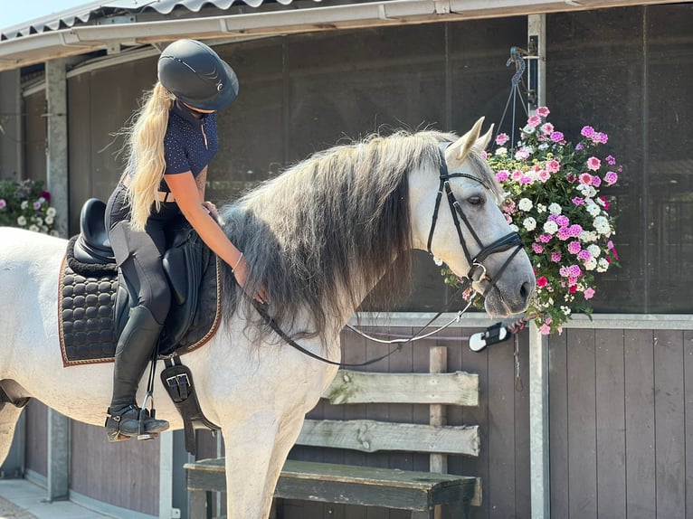 PRE Mix Stallone 10 Anni 173 cm Grigio in Sm
