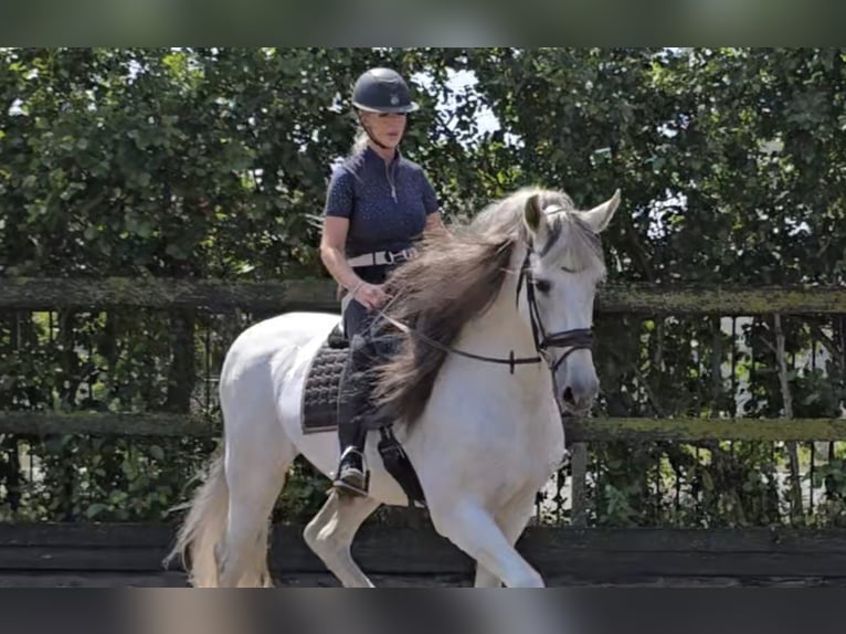 PRE Mix Stallone 10 Anni 173 cm Grigio in Sm