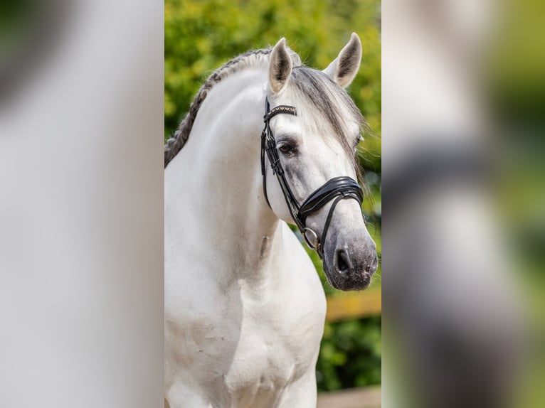 PRE Mix Stallone 10 Anni 173 cm Grigio in Sm