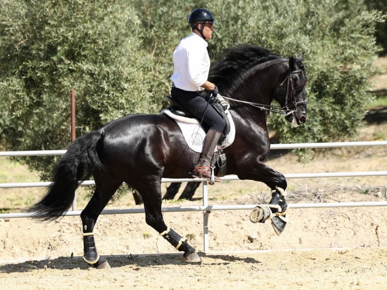 PRE Mix Stallone 10 Anni 177 cm Morello in Navas Del Madroño