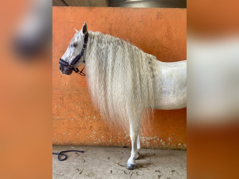 PRE Stallone 11 Anni 160 cm Grigio in Lurano