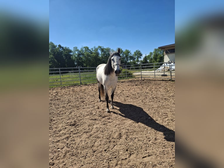 PRE Stallone 11 Anni 164 cm Grigio in Böhmenkirch