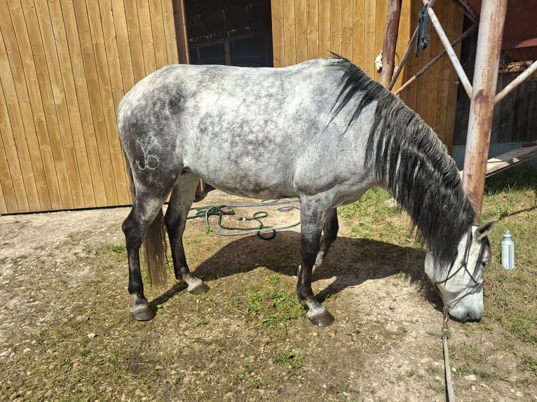 PRE Stallone 11 Anni 164 cm Grigio in Böhmenkirch