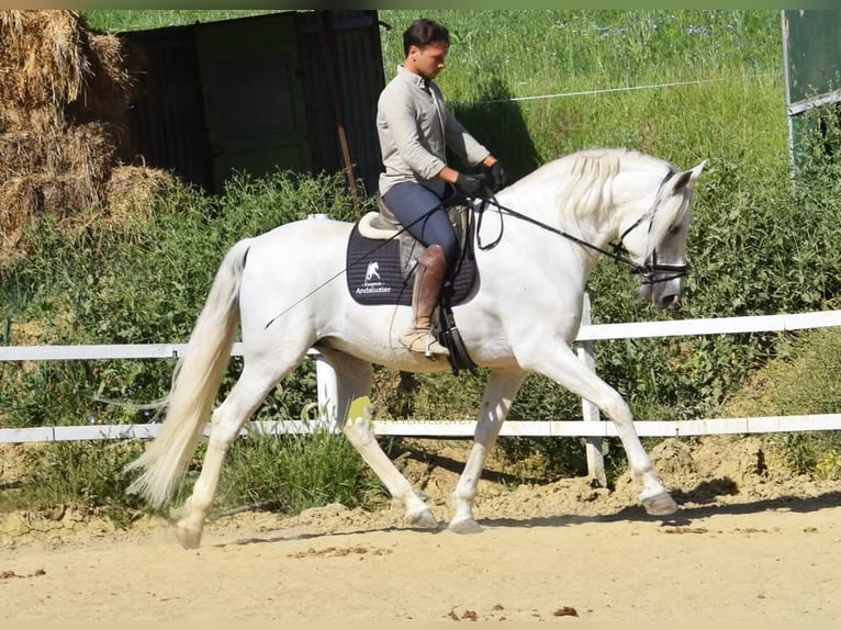 PRE Stallone 11 Anni 166 cm Grigio in Provinz Malaga