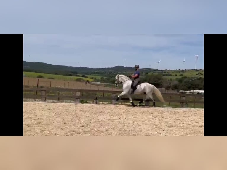 PRE Stallone 11 Anni 168 cm Grigio in Tarifa