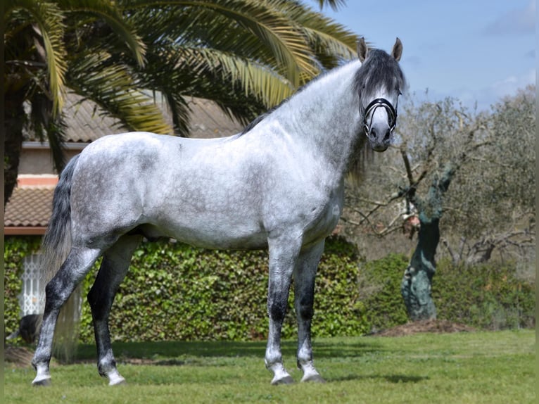 PRE Mix Stallone 11 Anni 170 cm Grigio in Barcelona