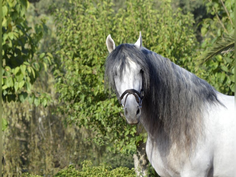 PRE Mix Stallone 11 Anni 170 cm Grigio in Barcelona
