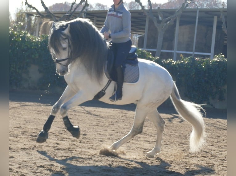 PRE Mix Stallone 11 Anni 170 cm Grigio in Barcelona