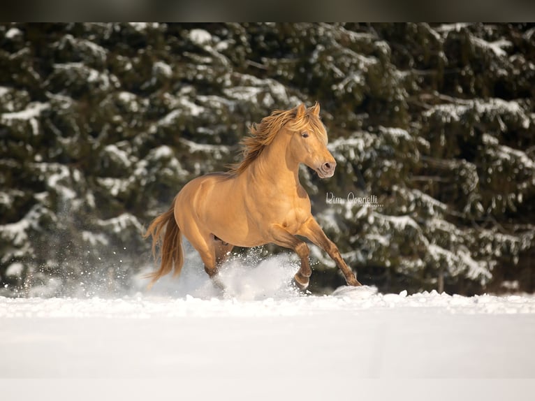 PRE Mix Stallone 11 Anni 171 cm Pearl in Dochamps