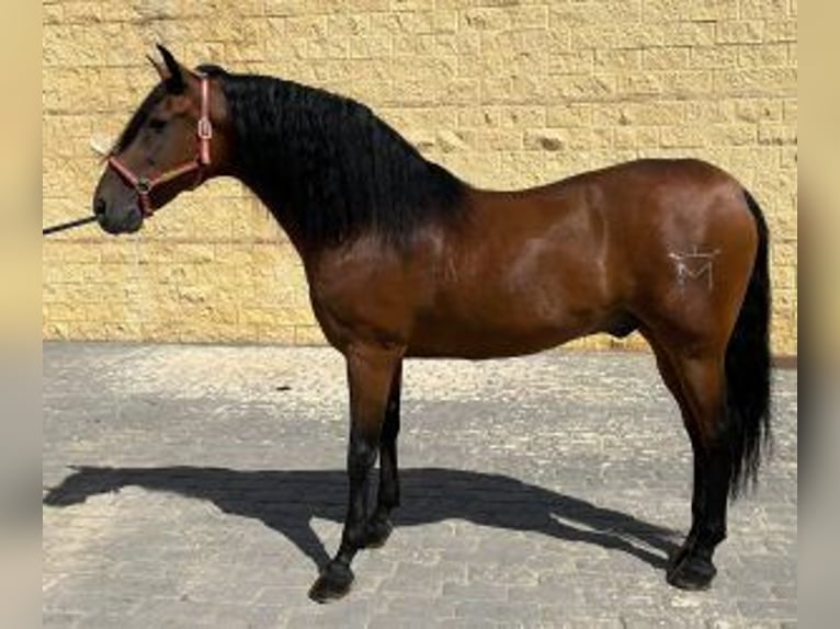 PRE Mix Stallone 12 Anni 158 cm Baio ciliegia in MADRID