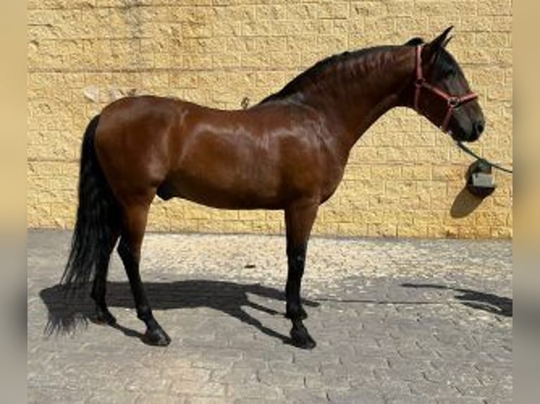 PRE Mix Stallone 12 Anni 158 cm Baio ciliegia in MADRID