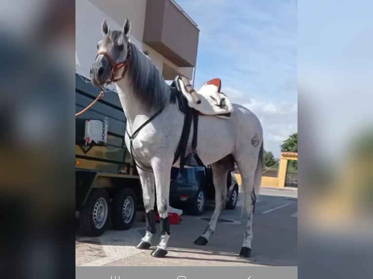 PRE Mix Stallone 12 Anni 161 cm Grigio in Dos Hermanas