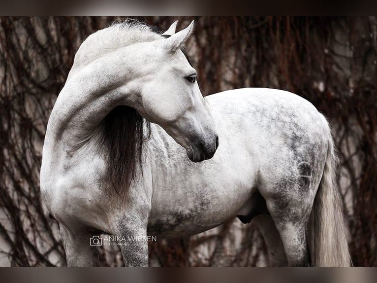 PRE Mix Stallone 12 Anni 164 cm Grigio in Thyrow