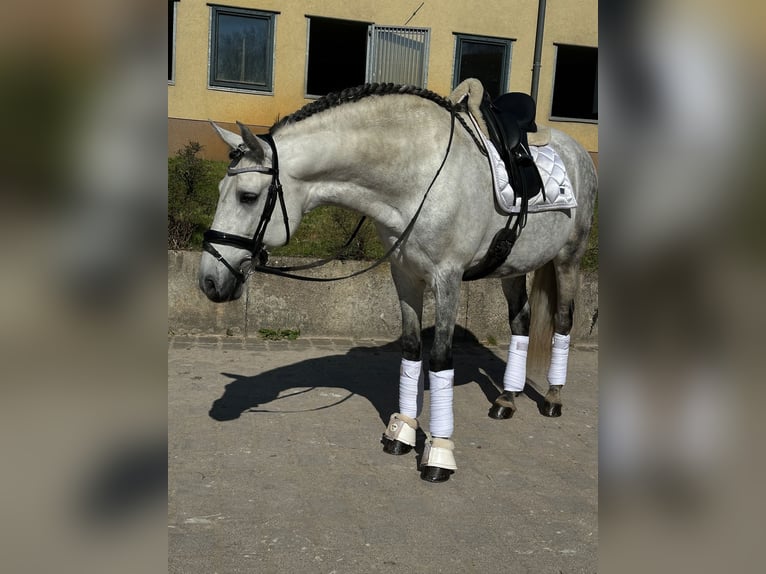PRE Mix Stallone 12 Anni 164 cm Grigio in Thyrow