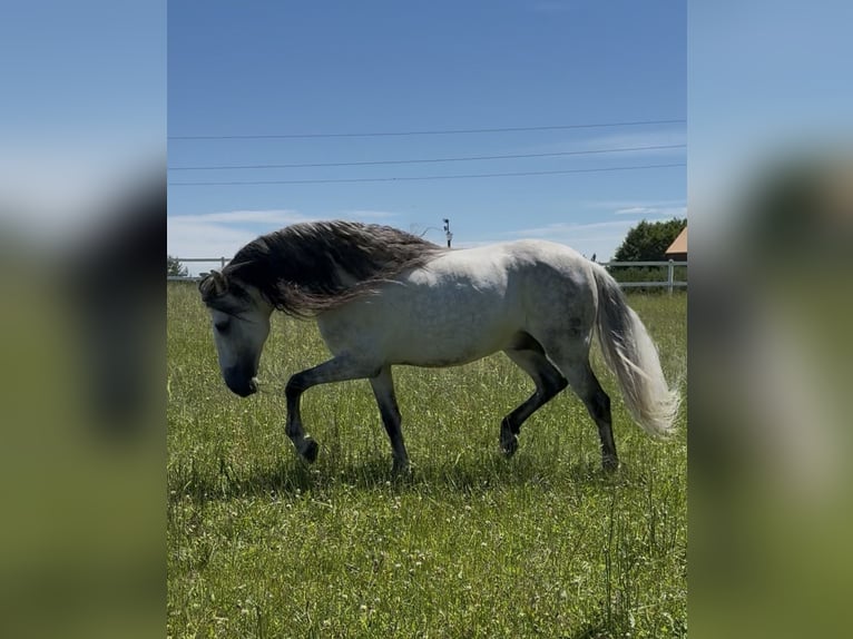 PRE Stallone 12 Anni 164 cm Grigio in Gdansk