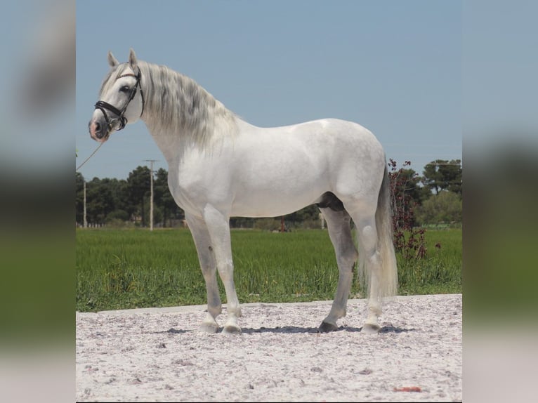 PRE Stallone 12 Anni 164 cm Grigio in Zolling