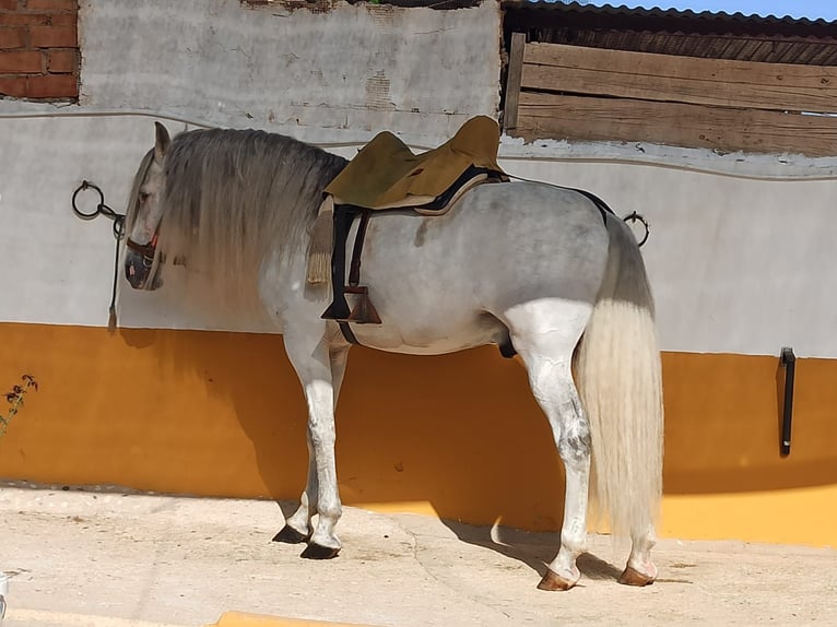 PRE Mix Stallone 12 Anni 167 cm Grigio in Malaga
