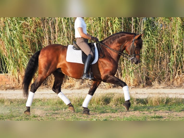 PRE Stallone 12 Anni 168 cm Baio ciliegia in navas del madrono