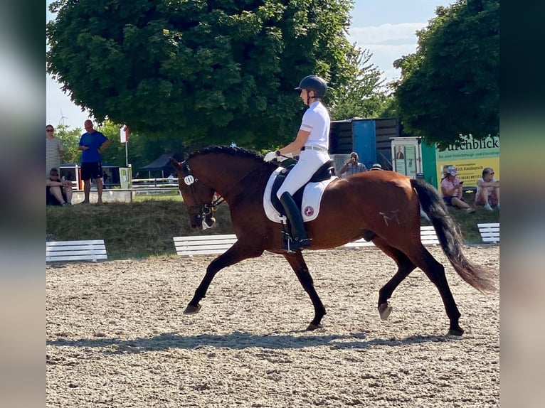 PRE Stallone 12 Anni 170 cm Baio in Roßdorf