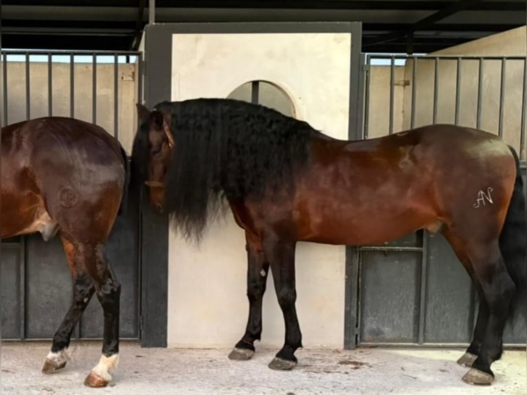 PRE Stallone 12 Anni 174 cm Baio scuro in El Cañar