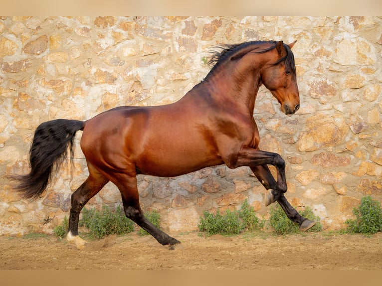 PRE Stallone 12 Anni 174 cm Baio scuro in Barcelona