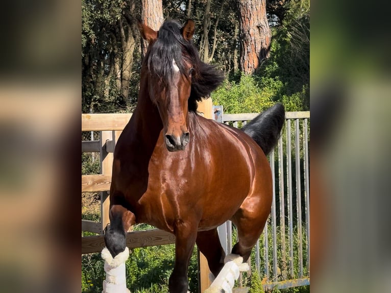 PRE Stallone 12 Anni 174 cm Baio scuro in Barcelona
