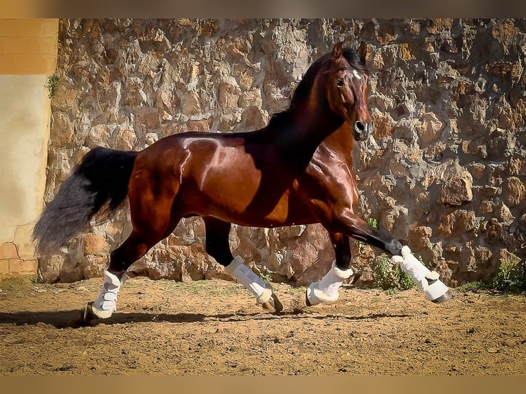 PRE Stallone 12 Anni 174 cm Baio scuro in Barcelona