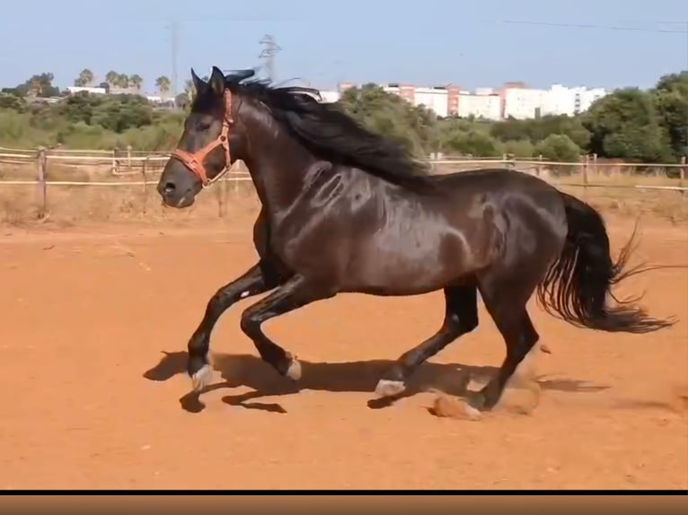 PRE Stallone 12 Anni 174 cm Morello in Vejer de la Frontera