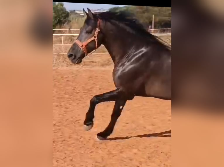 PRE Stallone 12 Anni 174 cm Morello in Vejer de la Frontera