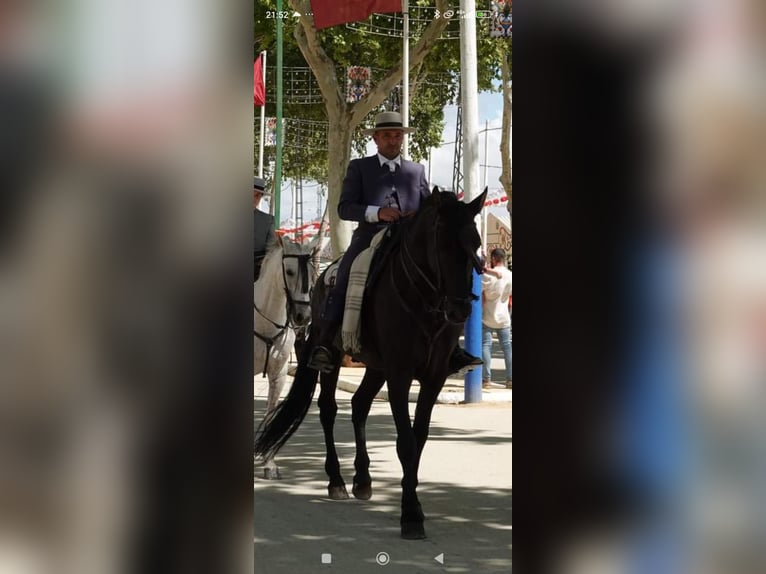 PRE Stallone 12 Anni 174 cm Morello in Vejer de la Frontera
