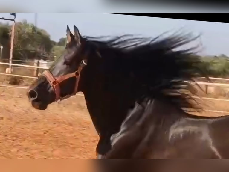 PRE Stallone 12 Anni 174 cm Morello in Vejer de la Frontera