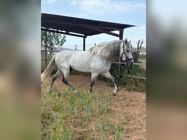 PRE Stallone 12 Anni 180 cm Grigio in Balsapintada