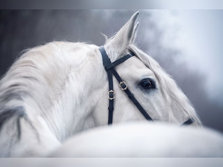 PRE Stallone 13 Anni 163 cm Grigio in Fischamend