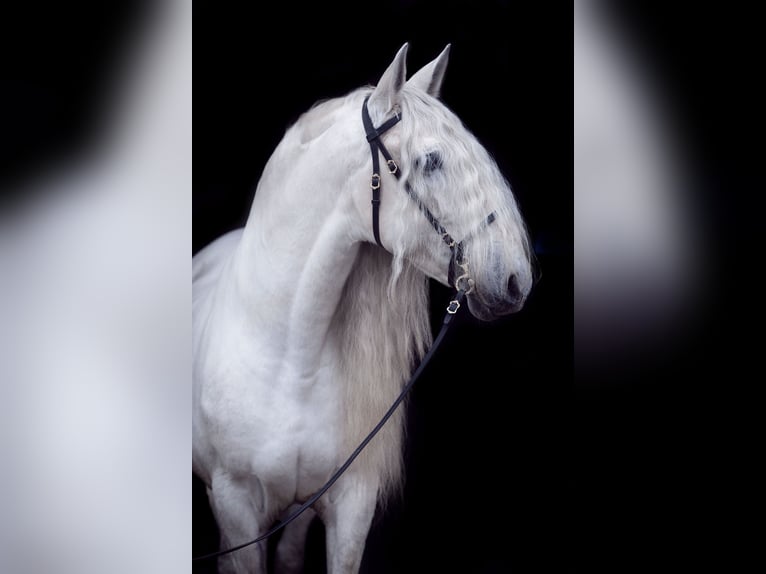PRE Stallone 13 Anni 163 cm Grigio in Fischamend