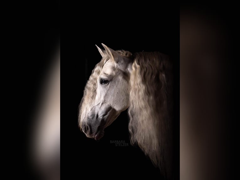 PRE Stallone 13 Anni 163 cm Grigio in Fischamend