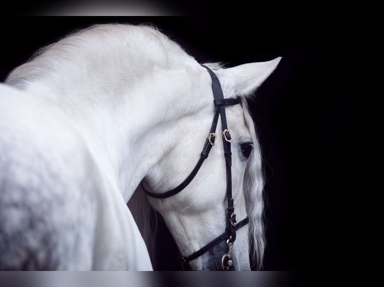 PRE Stallone 13 Anni 163 cm Grigio in Fischamend