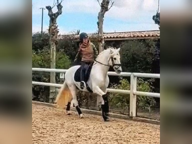 PRE Stallone 13 Anni 164 cm Grigio in Sevilla