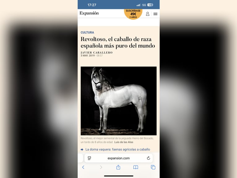 PRE Stallone 13 Anni 165 cm Grigio in Torreperogil